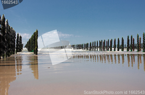 Image of mussel sea on the coast of opal in France Bouchot