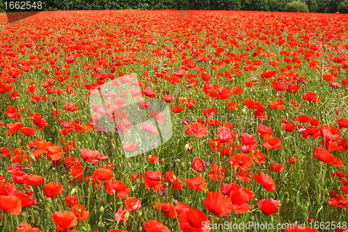 Image of Fields of poppies in spring in France