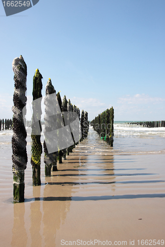 Image of mussel sea on the coast of opal in France Bouchot