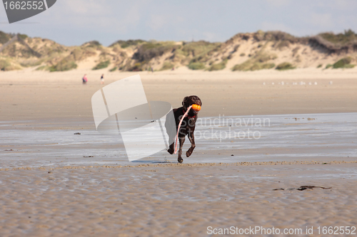 Image of brown labrador playing on a sandy beach