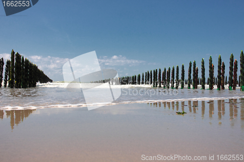 Image of mussel sea on the coast of opal in France Bouchot