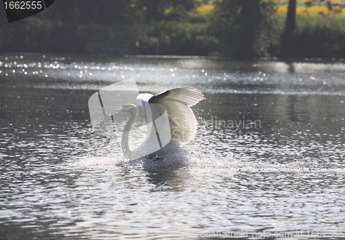 Image of Landing of a swan mute in france