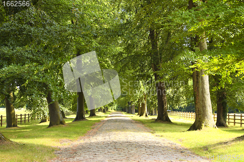 Image of tree-lined road in the spring in the countryside