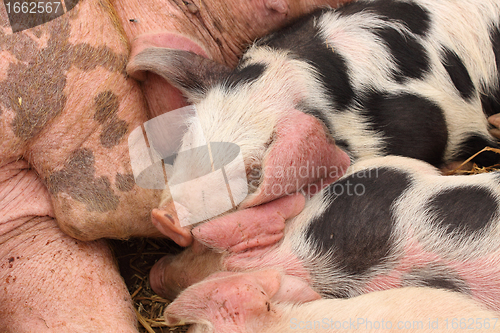 Image of piglets suckling their mother lying on the straw