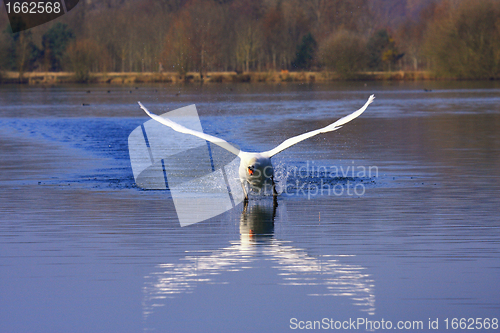 Image of arrival of a large male swan