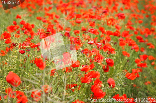 Image of Fields of poppies in spring in France