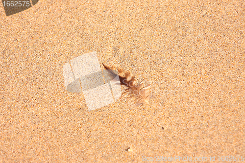 Image of pen of a young gull on sand