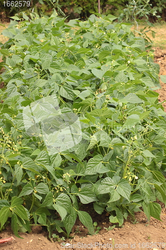 Image of string green beans in vegetable garden