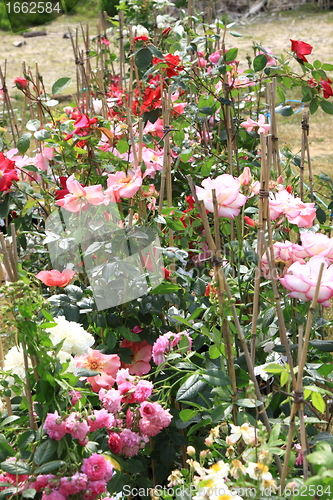 Image of Market of flowers in spring in France