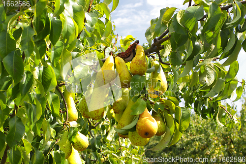 Image of pear trees laden with fruit in an orchard in the sun