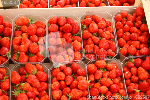 Image of trays of beautiful red strawberries and ripe de France