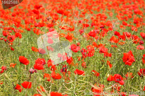 Image of Fields of poppies in spring in France