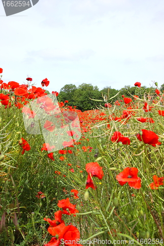 Image of Fields of poppies in spring in France