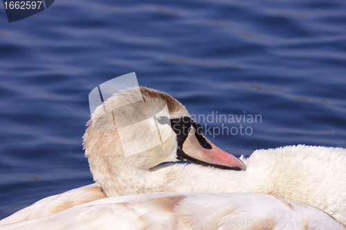 Image of a young mute swan make her toilet. his attitude is soft