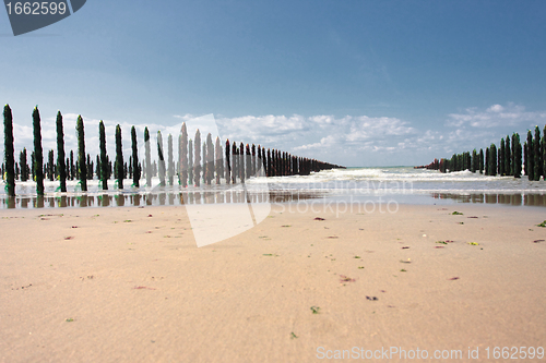 Image of mussel sea on the coast of opal in France Bouchot