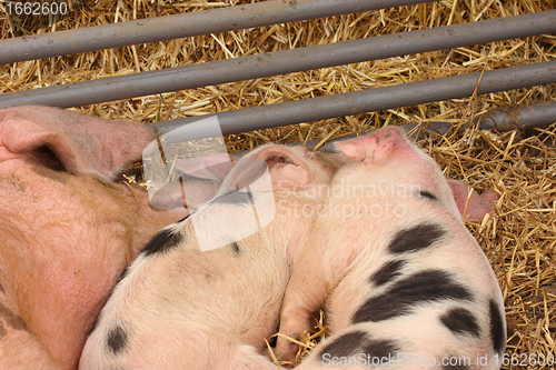 Image of piglets suckling their mother lying on the straw