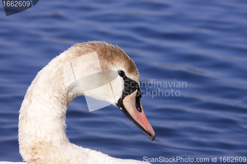 Image of a young mute swan make her toilet. his attitude is soft