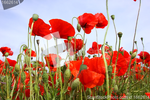 Image of Fields of poppies in spring in France