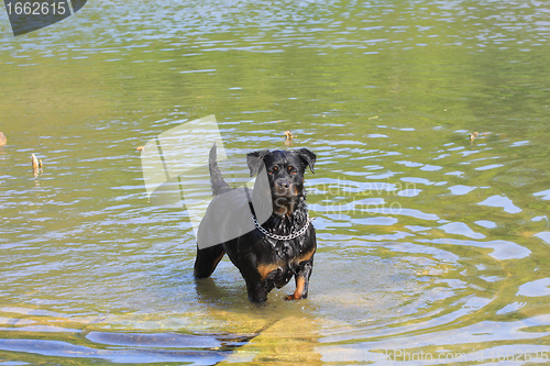 Image of large female rottweiler after playing in water