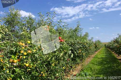 Image of apple trees loaded with apples in an orchard in summer
