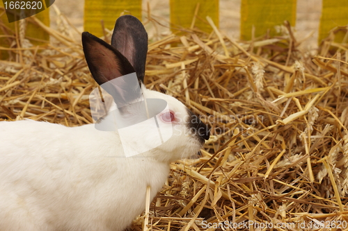 Image of close-up of a white rabbit farm in the straw