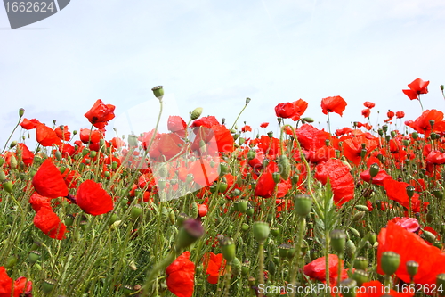 Image of Fields of poppies in spring in France