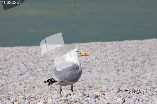 Image of portrait of a seagull on shingle beach