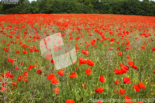 Image of Fields of poppies in spring in France