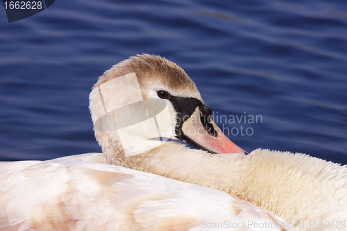 Image of a young mute swan make her toilet. his attitude is soft