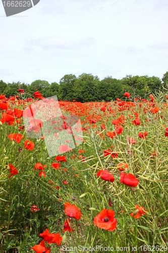 Image of Fields of poppies in spring in France