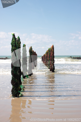 Image of mussel sea on the coast of opal in France Bouchot