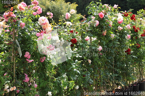 Image of Market of flowers in spring in France