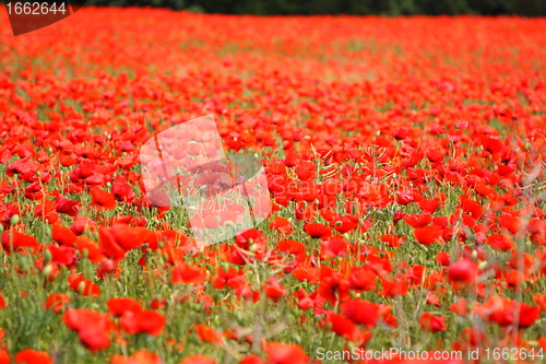 Image of Fields of poppies in spring in France