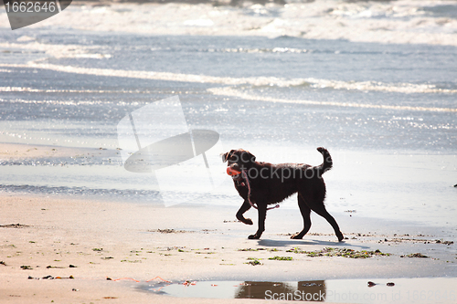 Image of brown labrador playing on a sandy beach