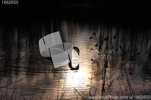 Image of Wild swan mute on its lake in France.