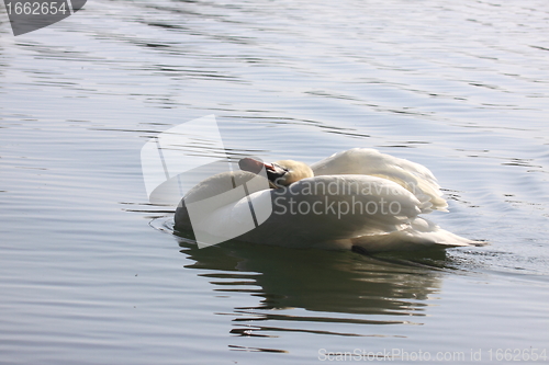 Image of Wild swan mute on its lake in France.