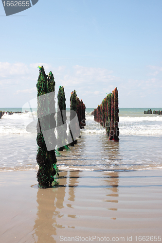 Image of mussel sea on the coast of opal in France Bouchot