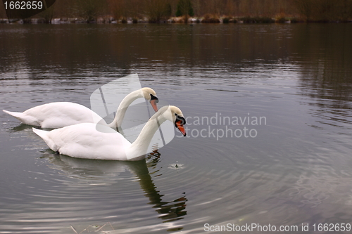 Image of Wild swan mute on its lake in France.