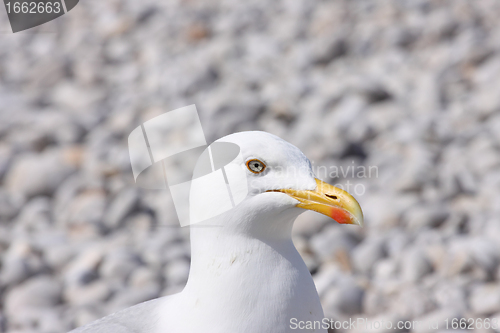 Image of portrait of a seagull on shingle beach