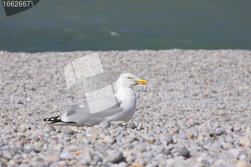 Image of portrait of a seagull on shingle beach