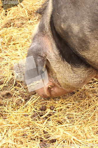 Image of close up of a very big pig pink and black