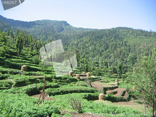 Image of Himalaya Padi Fields