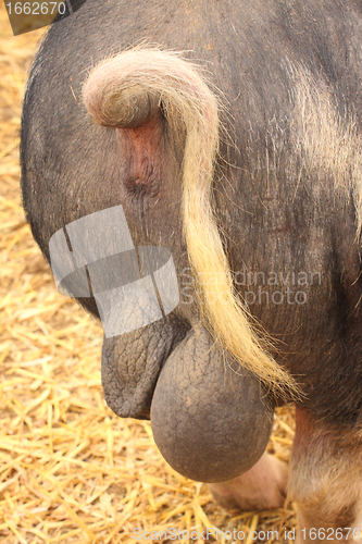 Image of rear view of a big pig and his testicles