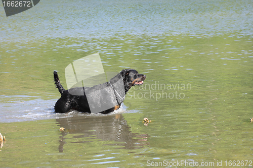 Image of female rottweiler playing in the water of a river