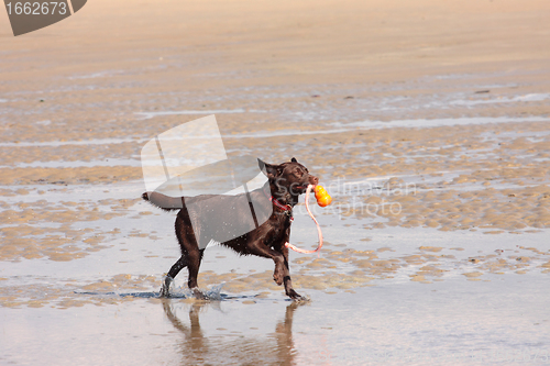 Image of brown labrador playing on a sandy beach