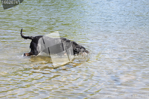 Image of female rottweiler playing in the water of a river