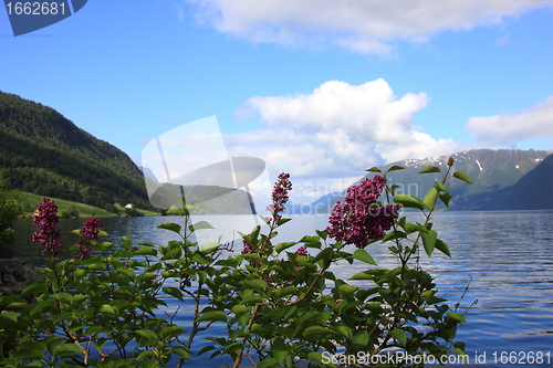 Image of Wonderful fjord greens of norvege in spring