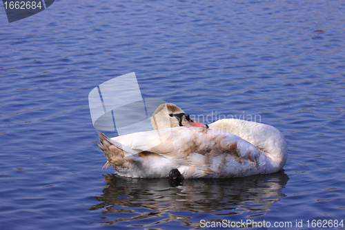 Image of a young mute swan make her toilet. his attitude is soft