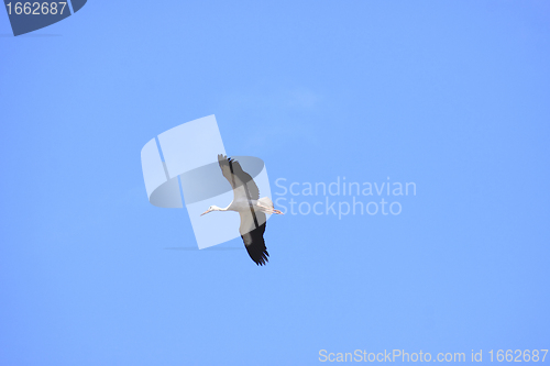 Image of large stork flying in a blue sky