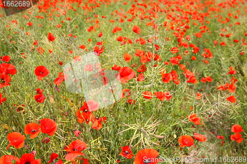 Image of Fields of poppies in spring in France